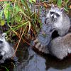 26 Raccoons Have Died In Central Park Since Late June Due To 'Distemper'